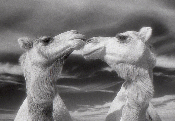 Infrared Camel Love